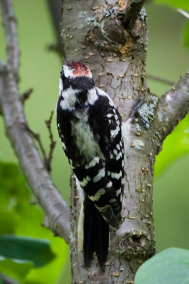 Woodpecker question #2