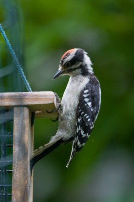 Woodpecker question #4