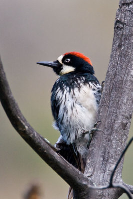 Acorn Woodpecker male