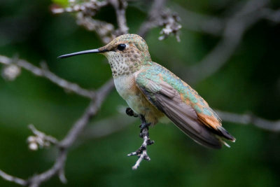 Rufous Hummingbird, Female