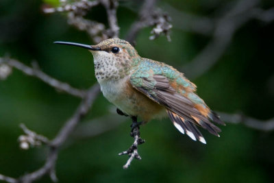 Rufous Hummingbird, Female