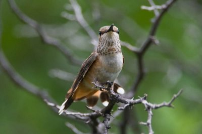 Rufous Hummingbird, Female