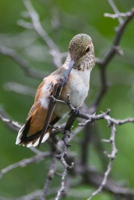 Rufous Hummingbird, Female