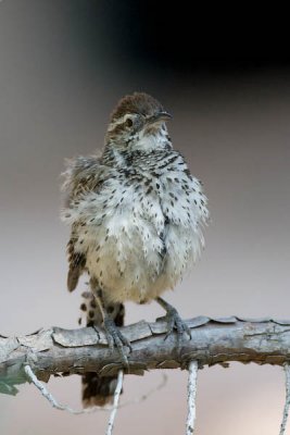 Cactus Wren, posing