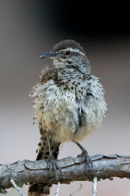 Cactus Wren, pausing