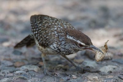 One wren, one bug