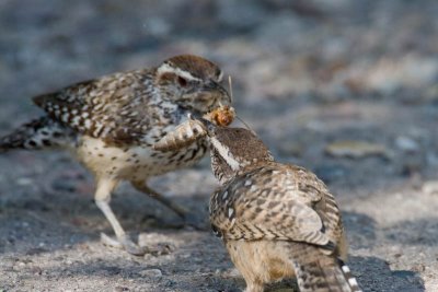 Two wrens, one bug