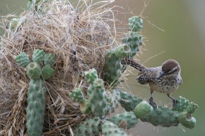 Another nest, nearby