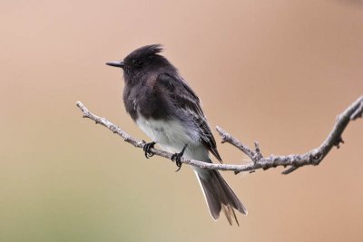 Black Phoebe