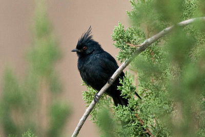 Phainopepla