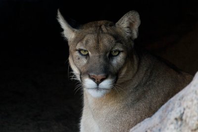 Puma (captive)