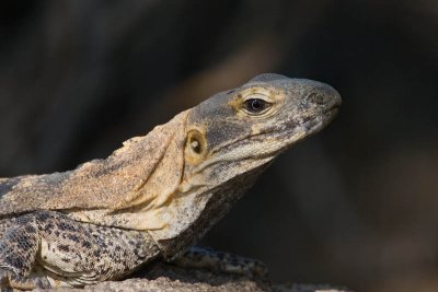 Spiny Iguana