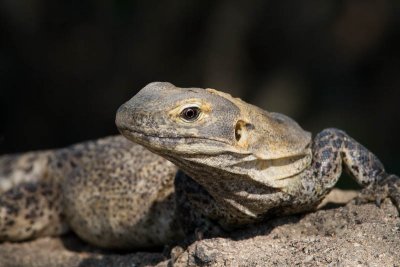 Spiny Iguana