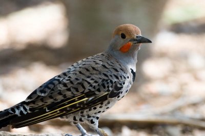 Gilded Flicker (captive)