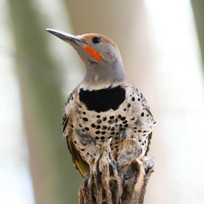 Gilded Flicker (captive)