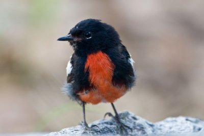 Painted Redstart