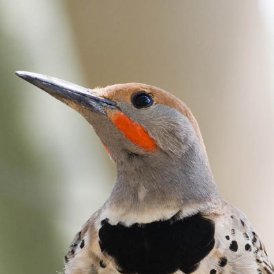 Gilded Flicker (close up)