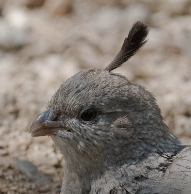 Gambels Quail baby