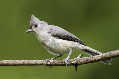 Tufted Titmouse (backyard)