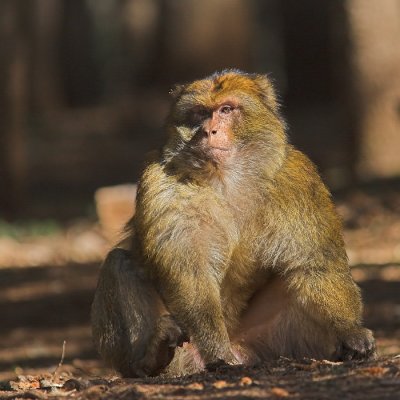 Magot monkey (1)