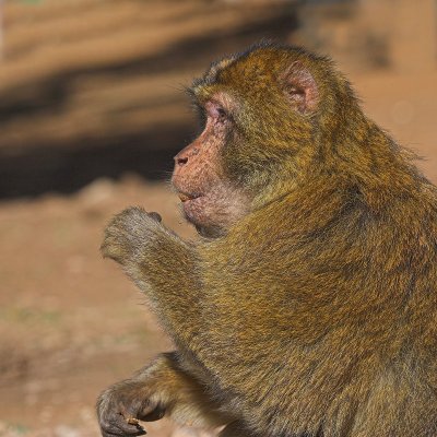 Magot monkey (3)