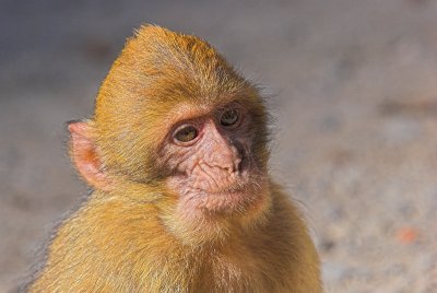 Magot monkey (7)