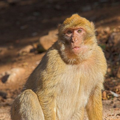 Magot monkey (6)