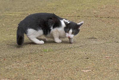 Kittens