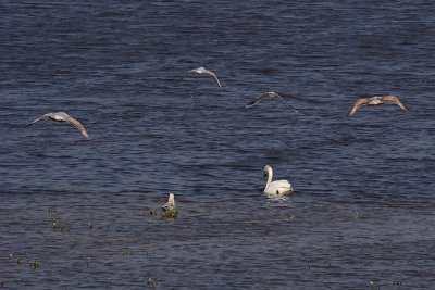 Birds of Calais