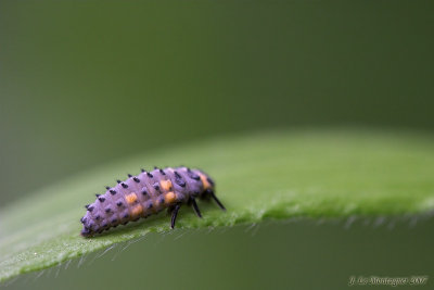 Larva of ladybug (1)