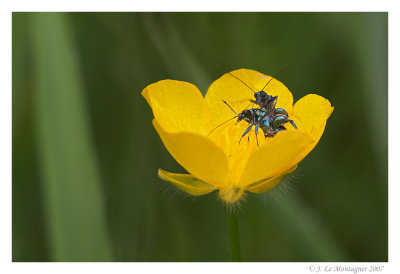 Oedemera nobilis (2)
