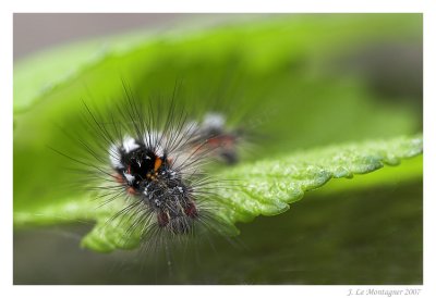 Euproctis similis (1)