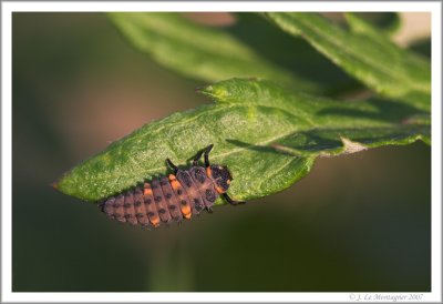 Larva of ladybug (3)