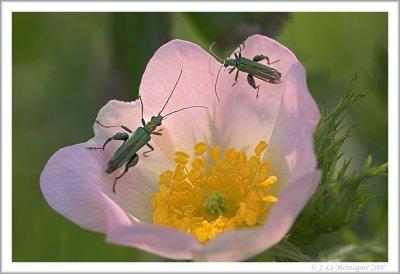 Oedemera nobilis (6)