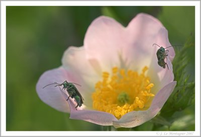 Oedemera nobilis (5)