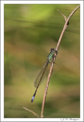 Ischnura elegans