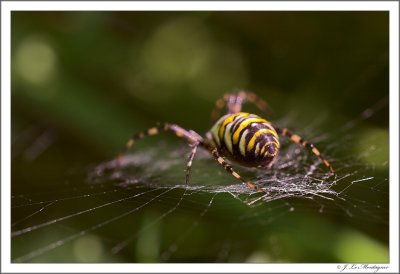Argiope bruennichi (2)