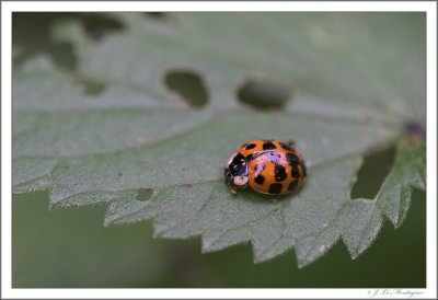 Harmonia axyridis (3)