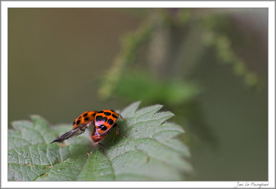 Harmonia axyridis (7)