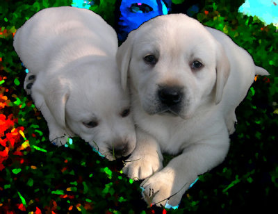 Our puppy will be the one on the right.
I used some of the filters on the background here.