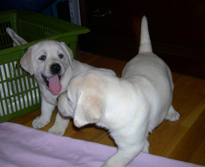 Ours is the one on the left, the mother had 3 girls and 3 boys.