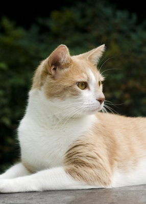 Toby1