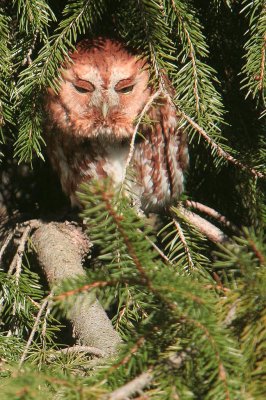 Napping Eastern Red Screech Owl