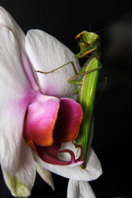 Grooming Mantis I