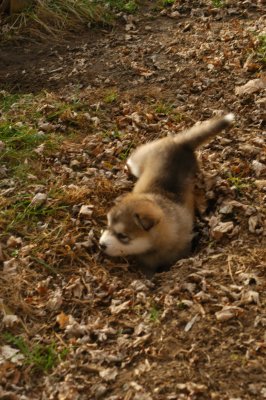 DSC_9260.JPG