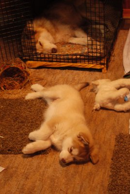 DSC_0031_cr.jpg