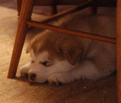 DSC_9825_cr.jpg