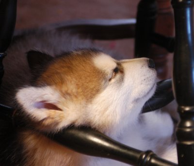 DSC_9827_cr.jpg