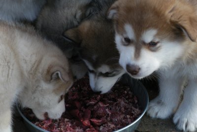 DSC_9831_cr.jpg
