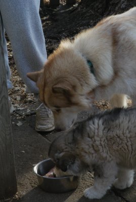 DSC_9835_cr.jpg